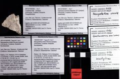 Foto (Objket + Etiketten) von Mesogalathea striata (Remes) 